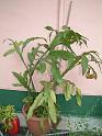 DSCF0054( 開花前 )